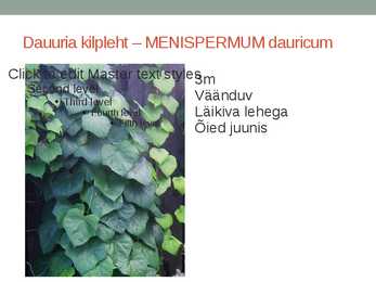 Rohtsed haljastustaimed #86