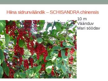 Rohtsed haljastustaimed #88