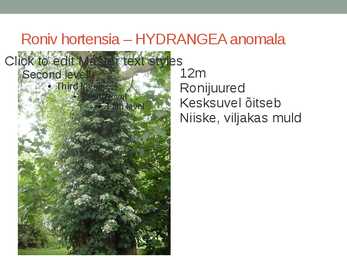 Rohtsed haljastustaimed #89