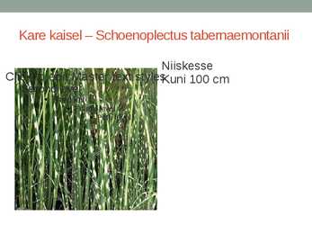 Rohtsed haljastustaimed #10