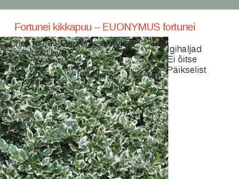 Rohtsed haljastustaimed #92