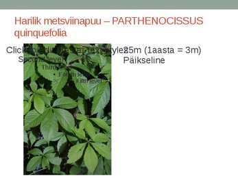 Rohtsed haljastustaimed #95