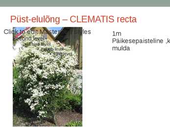 Rohtsed haljastustaimed #98