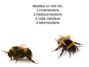 Mesilased #2