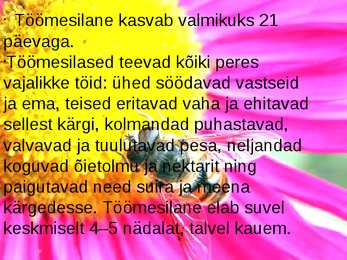 Mesilased #5