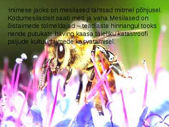 Mesilased #6