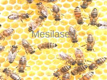 Mesilased