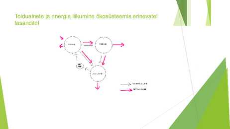 Troofilised tasemed bioloogilises aineringluses #9