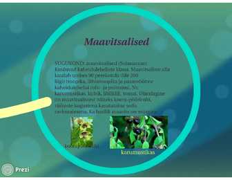 Huuleõielised-maavitsalised-esitlus #9