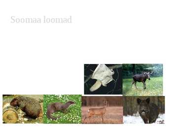 Soomaa rahvuspark #4