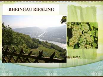 Rheingau-Riesling