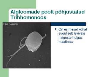 SUGULISEL TEEL LEVIVAD HAIGUSED #18