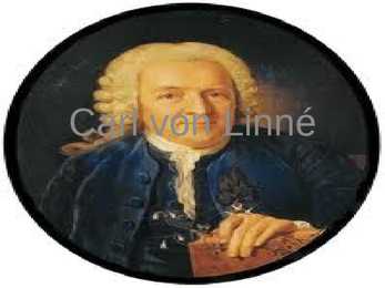Carl von Linne