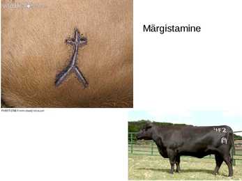 Body art #10