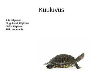 Minu kilpkonn Kipsi #4