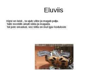 Minu kilpkonn Kipsi #6