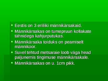 Harilik männikärsakas #2