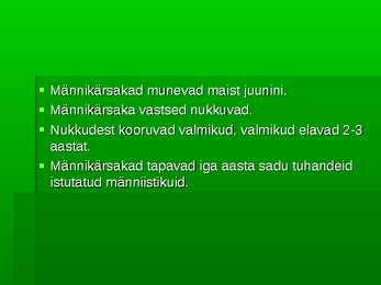 Harilik männikärsakas #4
