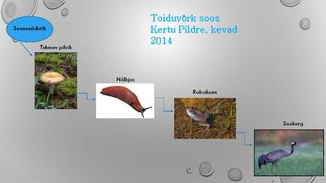 Toiduvõrk soos