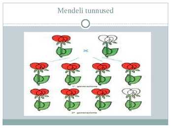 Mendeli tunnused #3