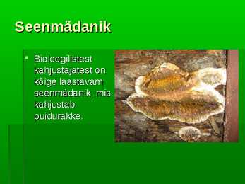 Puidu kaitsmine mädaniku eest #4