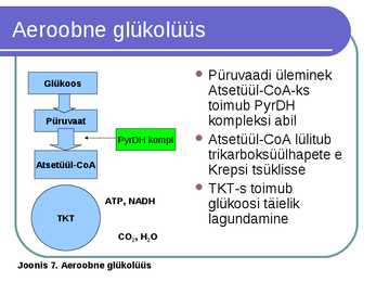 Süsivesikute ainevahetus ja labordiagnostika #38