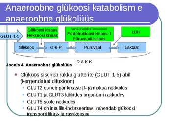 Süsivesikute ainevahetus ja labordiagnostika #9
