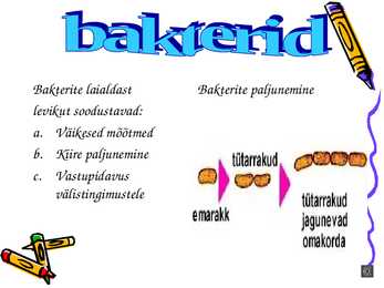 Bakterite ehitus-tähtsus #4