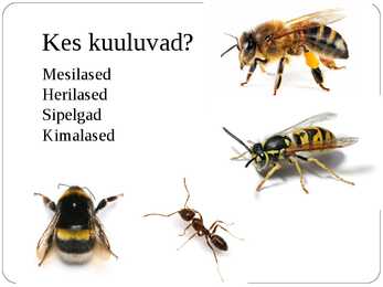 Ühiselulised putukad #2