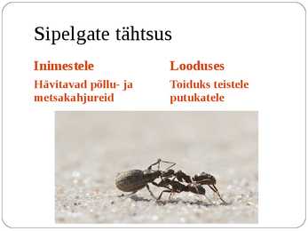 Ühiselulised putukad #11