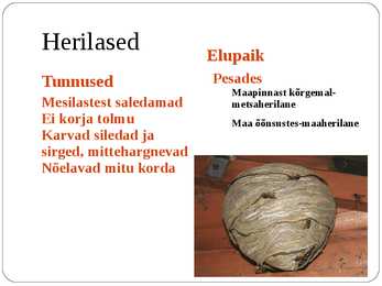Ühiselulised putukad #5