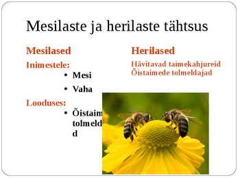 Ühiselulised putukad #7