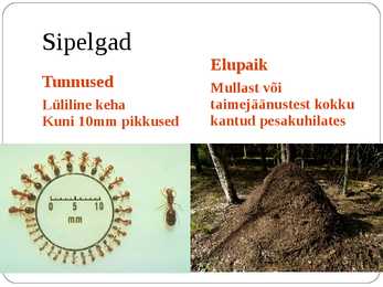 Ühiselulised putukad #9