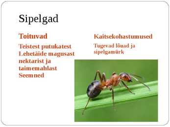 Ühiselulised putukad #10