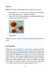LIHTHERPES JA GENITAALHERPES #2