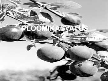 PLOOMIKASVATUS