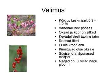 Näsiniin #3