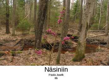 Näsiniin