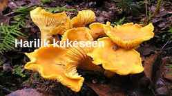 Harilik kukeseen