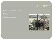 Kaljukotkas #4