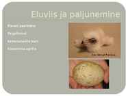 Kaljukotkas #5