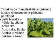 Tubakas #2