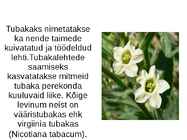 Tubakas #4