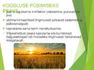 Teravili monokultuurina tavaviljeluses #13