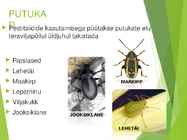 Teravili monokultuurina tavaviljeluses #10