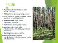 Palumets #3
