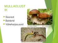 Palumets #6