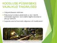 Palumets #8