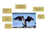 Kormoran #2