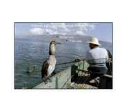 Kormoran #5